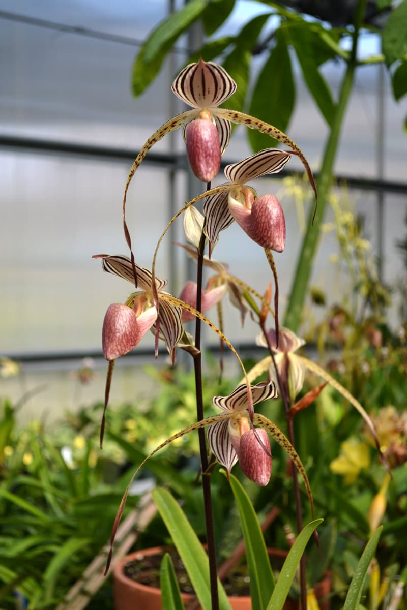 Lady isabel orchid