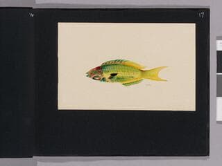 Go to image 19.