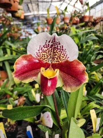 Paphiopedilum Winston Churchill 'Indomitable' FCC/AOS AM/ODC