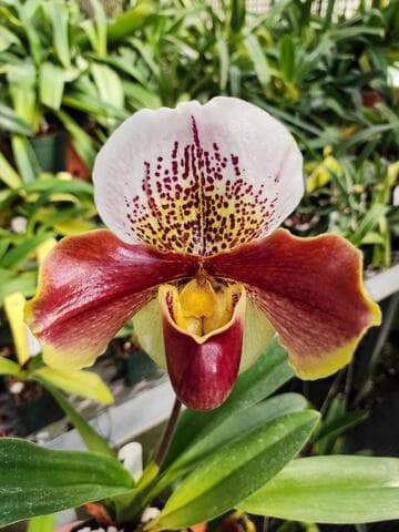 Paphiopedilum Winston Churchill 'Indomitable' FCC/AOS AM/ODC