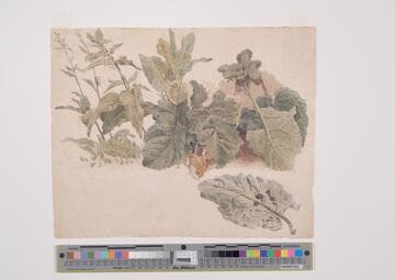 Leaves