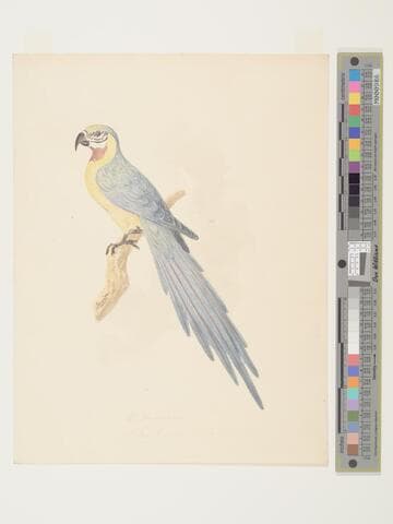 Parrot