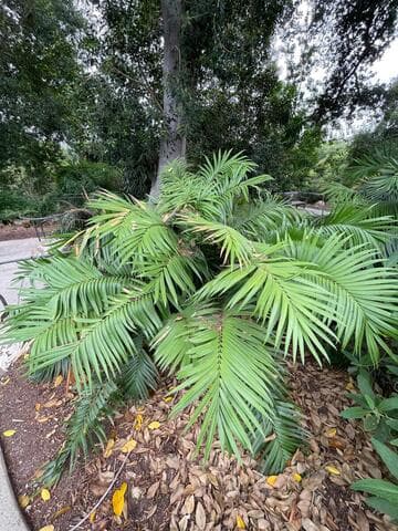 Ceratozamia robusta