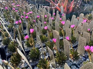 Anacampseros marlothii