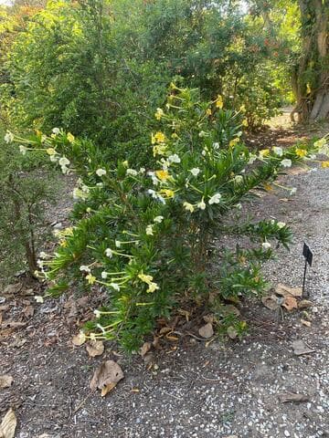 Brunfelsia