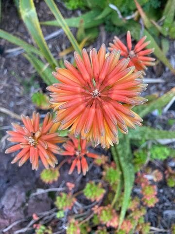 Aloe 'Rooikappie' x A. 'Sophie'