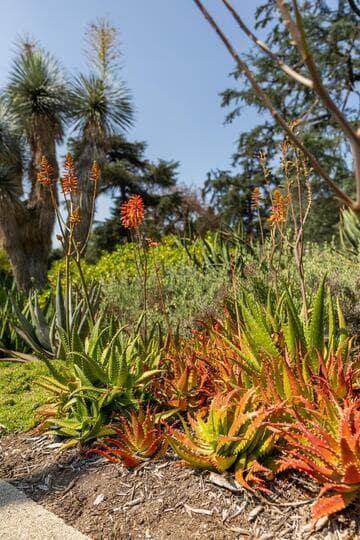 Aloe dorotheae