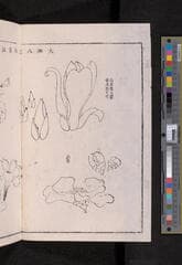 Go to image 228.