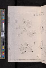 Go to image 233.