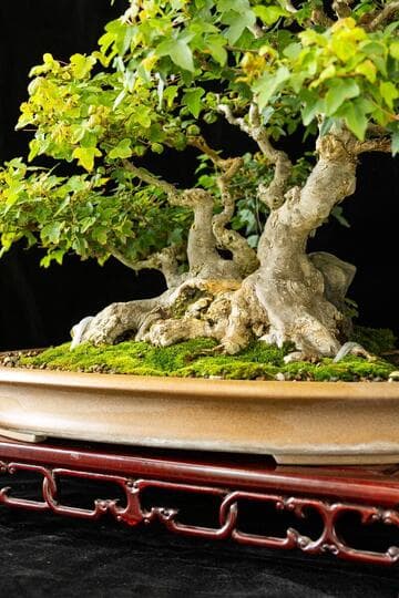 Acer buergerianum
