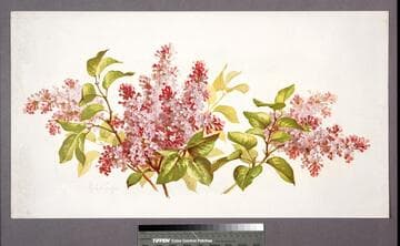 [Lilacs]
