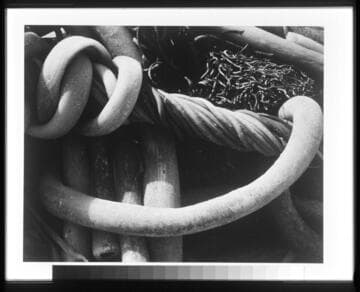 Kelp
