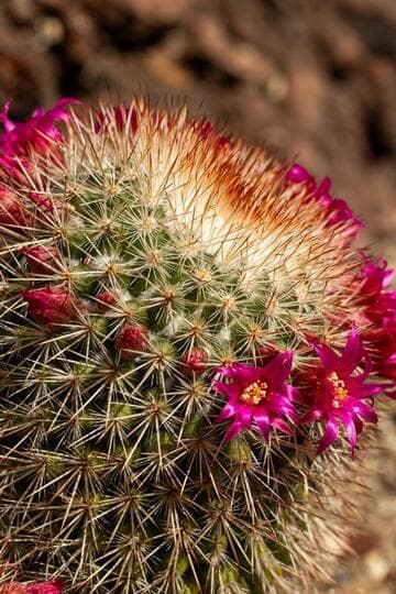 Mammillaria spinosissima