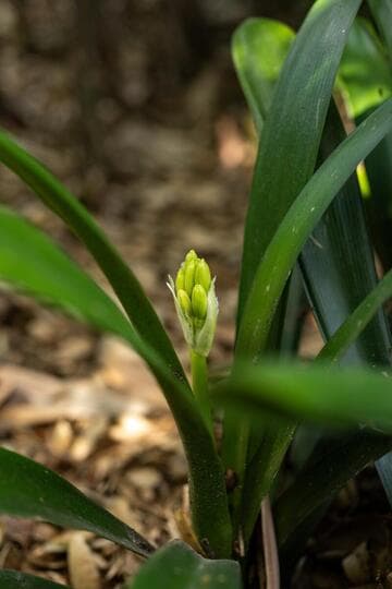 Clivia miniata