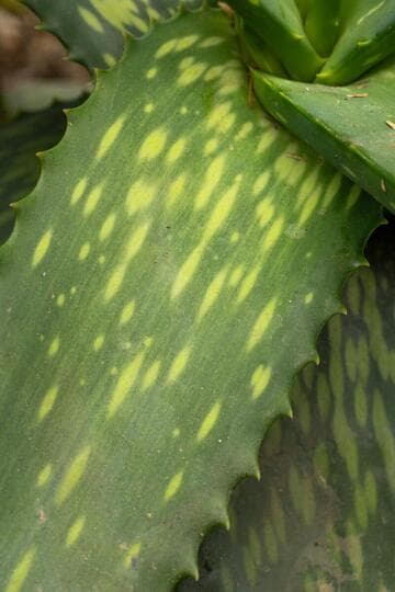 Aloe lutescens
