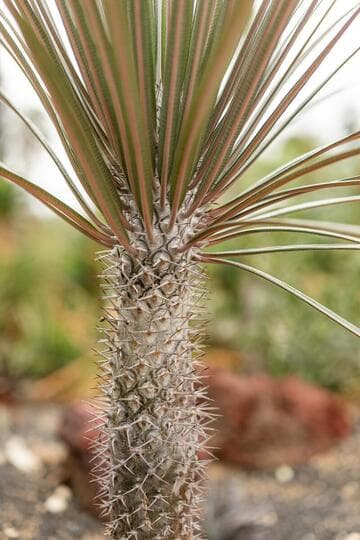 Pachypodium geayi