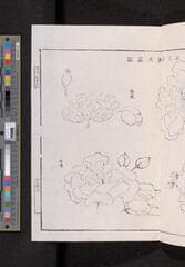 Go to image 53.