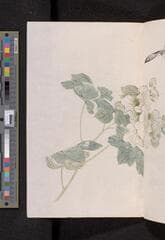 Go to image 145.