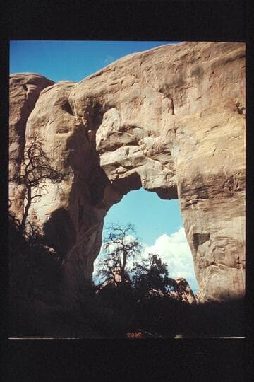 Pine Tree Arch