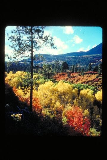 Trees; Frost Ranch