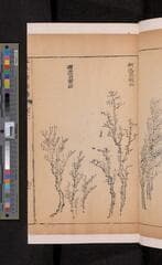 Go to image 115.