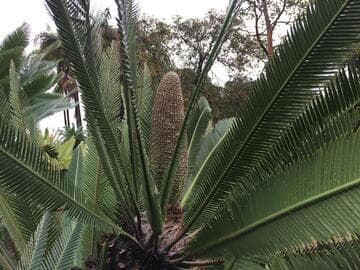 Dioon holmgrenii