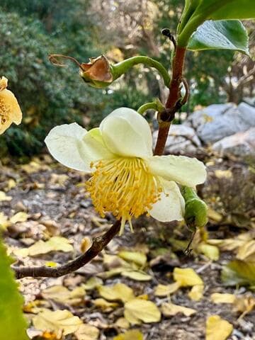 Camellia sinensis