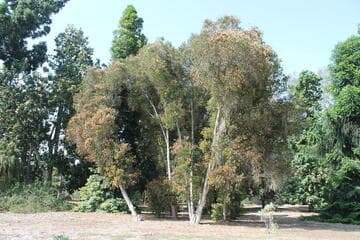 Callistemon
