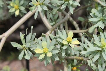 Euphorbia balsamifera