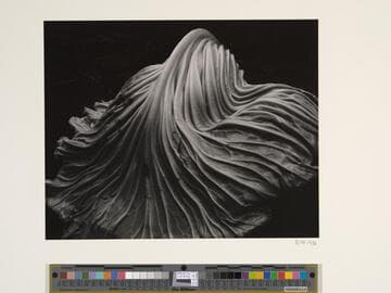 Cabbage Leaf