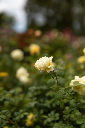 Rosa 'Charles Darwin'