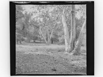 Grove of trees