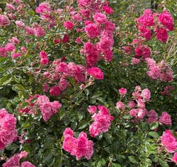 Go to image 2.