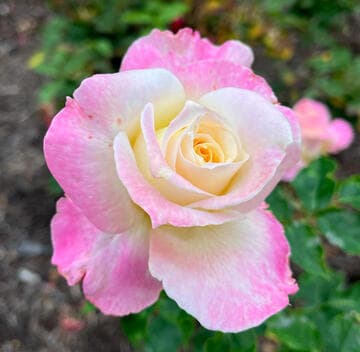 Rosa 'Angel Wings'