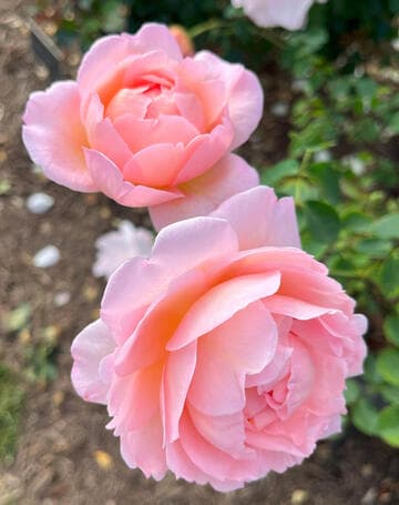 Rosa 'Belle Story'