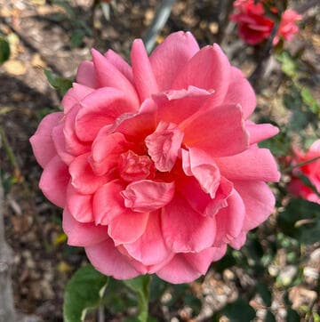 Rosa 'Mission Bells'