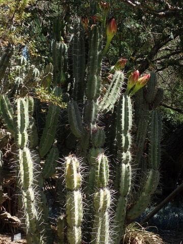 Cereus validus