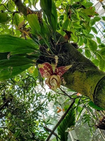 Stanhopea tigrina