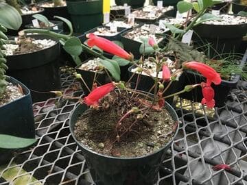 Sinningia defoliata