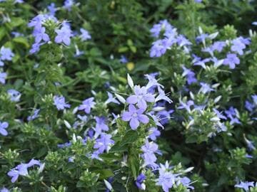 Barleria obtusa
