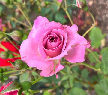 Rosa 'Lilac Dawn'