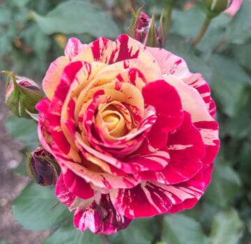 Rosa 'George Burns'