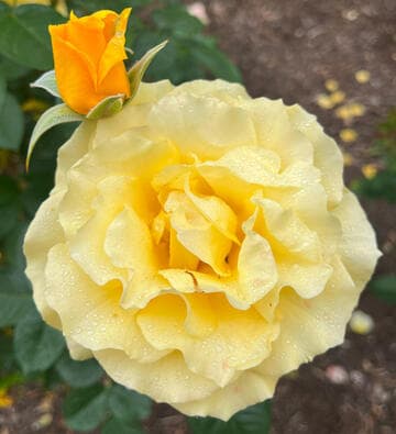 Rosa 'Doris Day'