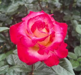 Go to image 2.
