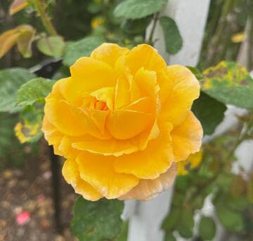 Rosa 'Arthur Bell'