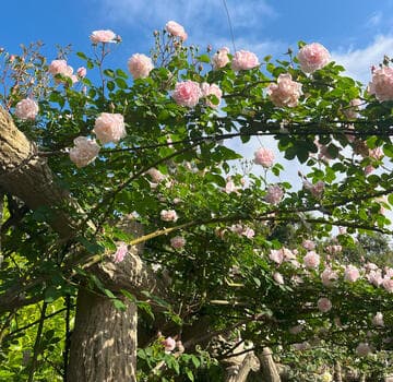 Rosa 'Miss Glegg'