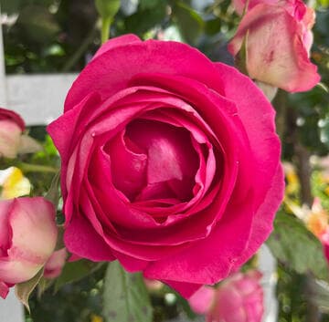 Rosa 'Margaret Mae'