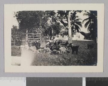 Hawaii, goats