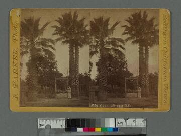 Palm Trees