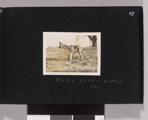 Go to image 49.